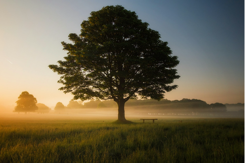 ArborDay24_Tree_Image