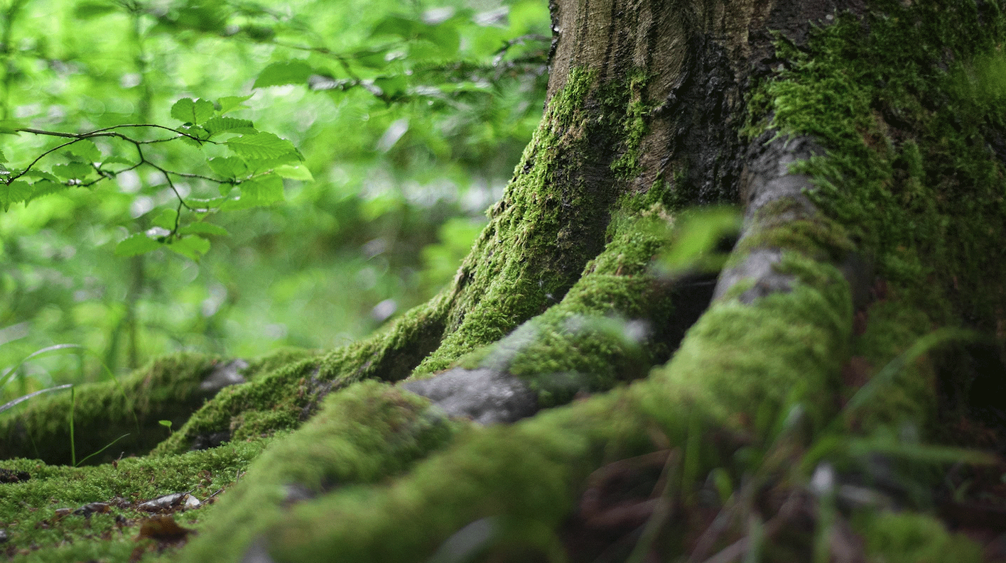 e-Cycle__Blog__Images_April2025_trees_1